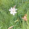 spring flower in meadow